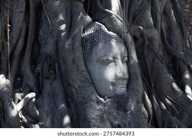 This captivating image features an ancient Buddha head entwined within sprawling tree roots, symbolizing nature's reclaiming of history and spirituality.