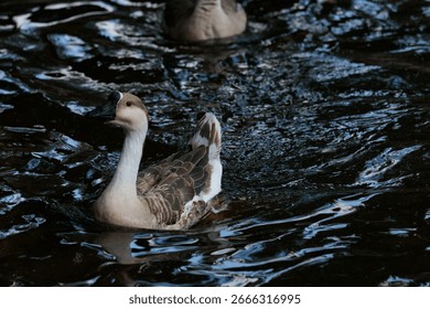 This captivating image features a duck swimming calmly in dark, reflective waters, showcasing its intricate feather patterns and serene demeanor in a tranquil natural setting.