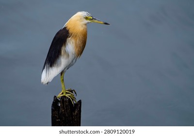 This captivating image features an Javan pond heron perched on a wooden stump against a serene backdrop. The bird's striking plumage and poised stance highlight its natural grace and beauty. Ideal for nature enthusiasts, bird watchers, and wildlife photographers, this photo captures the essence of avian splendor in its natural habitat. Perfect for educational and creative projects, it showcases the heron's distinctive characteristics and its peaceful presence in the wild, making it a valuable addition to any collection.
