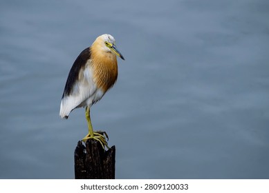 This captivating image features an Javan pond heron perched on a wooden stump against a serene backdrop. The bird's striking plumage and poised stance highlight its natural grace and beauty. Ideal for nature enthusiasts, bird watchers, and wildlife photographers, this photo captures the essence of avian splendor in its natural habitat. Perfect for educational and creative projects, it showcases the heron's distinctive characteristics and its peaceful presence in the wild, making it a valuable addition to any collection.