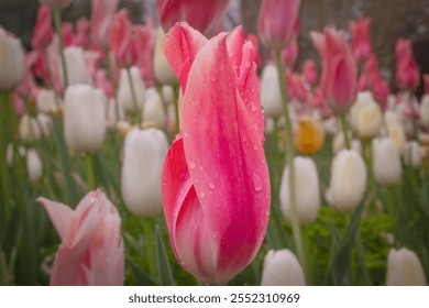 This captivating image features a vibrant pink tulip, adorned with raindrops, standing prominently in the foreground of a field of blooming tulips.  - Powered by Shutterstock