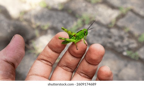 This captivating image features a vibrant green grasshopper perched delicately on a person's fingers. The close-up shot highlights the intricate details of the grasshopper's body with the neutral tone