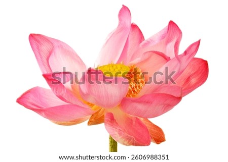 This captivating image features a vibrant pink lotus flower with delicate petals and a striking yellow center, symbolizing serenity and beauty in nature.