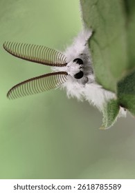 This captivating image likely features the Venezuelan Poodle Moth (Artace sp.). Discovered in 2009 in Venezuela, this fluffy, poodle-like moth with large eyes and unique antennae remains largely