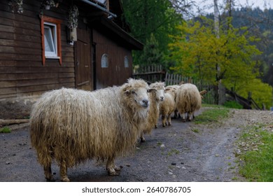 This captivating image showcases a flock of sheep leisurely walking along a dirt path beside a charming wooden cabin, framed by vibrant trees and a tranquil rural landscape.