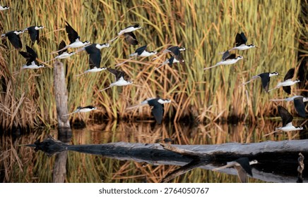 This captivating image showcases a flock of birds taking flight over tranquil waters, illustrating the dynamic movement and beauty of nature as they gracefully soar into the sky.