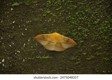 This captivating image showcases a moth’s natural camouflage. The moth’s orange-brown wings are adorned with vein-like patterns, providing excellent concealment against the green mossy backdrop.  - Powered by Shutterstock