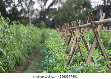 This captivating image showcases rows of thriving tomato plants in a rustic farm setting. 