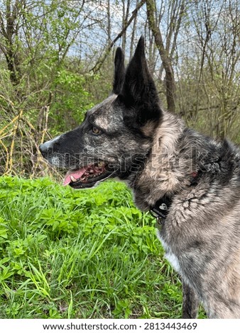 This captivating image showcases a striking dog in profile against a lush green backdrop, highlighting its distinctive features and alert expression. The dog's fur is beautifully textured, and the scene perfectly encapsulates the essence of companionship and loyalty found in the bond between humans and their pets.
