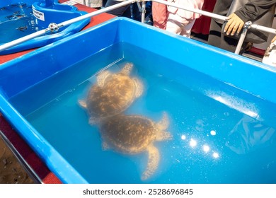 This captivating image showcases two live sea turtles gracefully swimming in a temporary enclosure. 