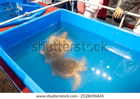 This captivating image showcases two live sea turtles gracefully swimming in a temporary enclosure. 