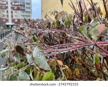This captivating image shows shrubs covered in sparkling ice, glistening like diamonds after an icy rain. The chilly atmosphere creates a mesmerizing scene, evoking a sense of winter wonder.