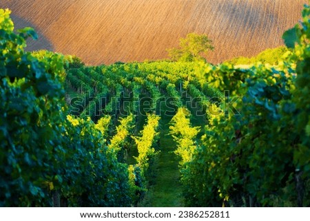 This captivating photo showcases the serene beauty of a vineyard at sunset. Countless rows of grapevines stretch as far as the eye can see, descending gently into the landscape.