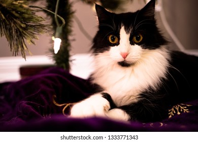 This is a cat.
