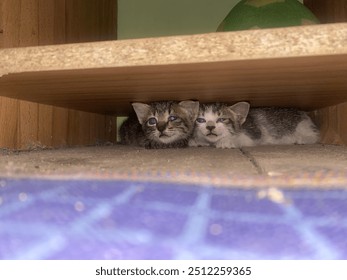 this cat is so cute