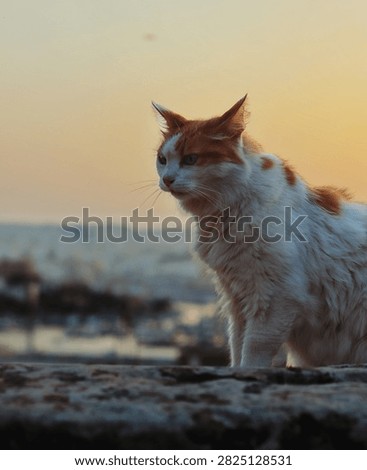This cat loves to pose  when its breezy and sun is setting 