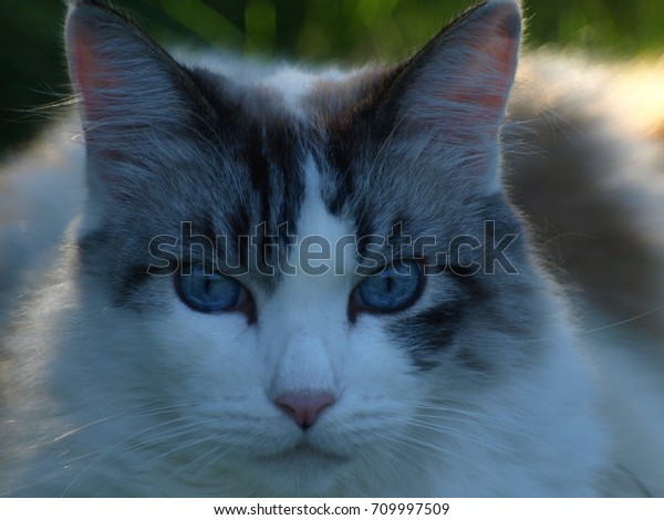 This Cat Siamese Mix Large Male Stock Photo Edit Now 709997509