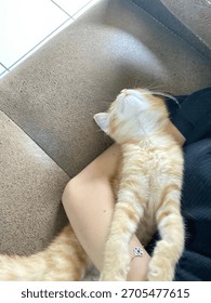 This cat is sleeping on the sofa