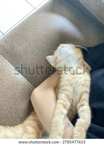 This cat is sleeping on the sofa