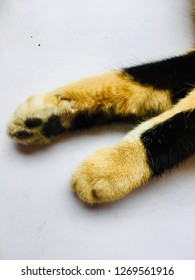 This is a cat,animals,hand