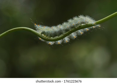 174 Mango Leaf Caterpillar Images, Stock Photos & Vectors | Shutterstock