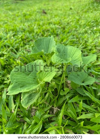 This is centella asiatica
Also called pegagan or gotu koka,a traditional herbal plant used for centuries in Asia