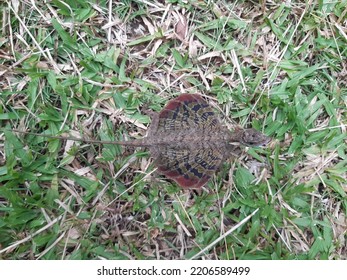 This  Chameleon Is Found In The South Of Thailand.Flying Dragon, Flying Lizard .