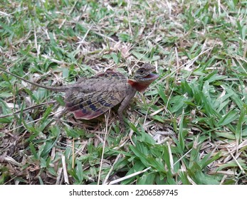 This  Chameleon Is Found In The South Of Thailand.Flying Dragon, Flying Lizard .