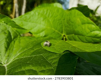 In this charming front-facing shot, the jumping spider appears to look right into the lens, showcasing its iconic 
