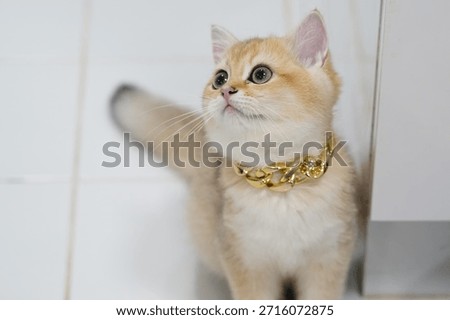 This charming ginger kitten with a gold chain necklace exhibits curiosity and playfulness in a bright indoor environment, showcasing a delightful pet moment.