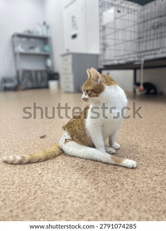This charming ginger and white cat is spotted sitting elegantly, presenting its playful nature and distinctive appeal. The image highlights the beauty and companionship that cats bring to our lives.