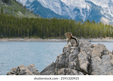 This charming image captures a squirrel perched on a rock, overlooking a breathtaking lake with majestic mountains creating a serene outdoor setting.