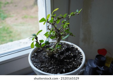This charming image features a small indoor plant placed next to a window, showcasing its vibrant green leaves against a backdrop of soft natural light.