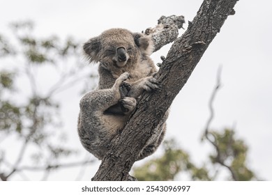 This charming koala rests comfortably on a tree branch, showcasing its relaxed demeanor and fluffy fur, surrounded by the serene beauty of its natural habitat. - Powered by Shutterstock