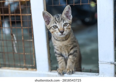This charming photograph features a curious tabby kitten peeking through a white fence, showcasing inquisitive eyes and striped fur in a relaxed outdoor setting.