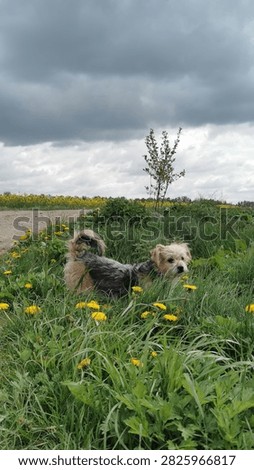 This cheerful image captures a small dog playfully sniffing the vibrant yellow flowers in a green field, showcasing its playful and lively character in an outdoor setting. The colorful scenery and moody clouds enhance the joyfulness of the moment, evoke emotions of freedom and love for nature.