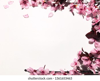 This is a cherry blossoms flowers.  It’s in full bloom.  The flowers are  pale, slender, small, and graceful.  The petals are light pink and the center of the flowers are dark pink. - Shutterstock ID 1361653463
