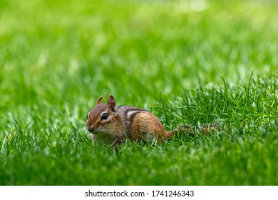 western chipmunk