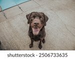 This is a chocolate lab looking up at the camera with its mouth open, smiling. 