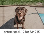 This is a chocolate lab looking at the camera with its mouth open, smiling at the camera.