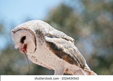 barn owl eating images stock photos vectors shutterstock
