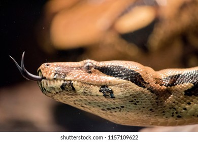this is a close up of a boa constrictor with a fork tongue