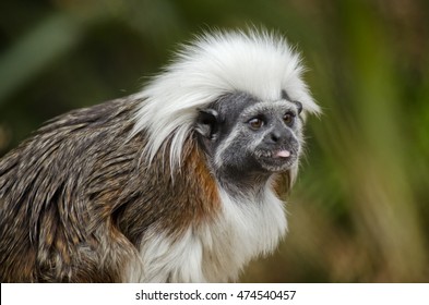 this is a close up of a cotton top tamarin - Powered by Shutterstock