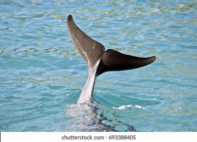 This Is A Close Up Of A Dolphin Tail Fin