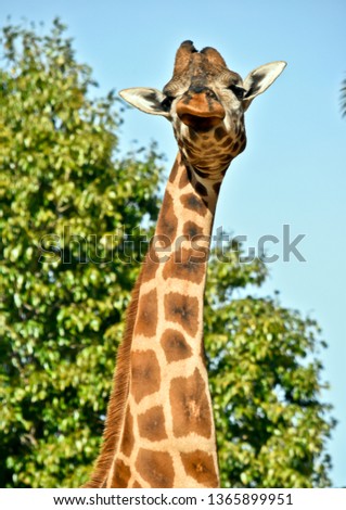 Similar – Image, Stock Photo Close up front portrait of one giraffe over red brick wall