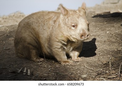 this is a close up of a hairy nose wombat - Shutterstock ID 658209673