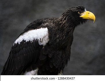 This Is A Close Up Image Capture Of Majestic Wild Stellar's Sea Eagle Ready For Flight.