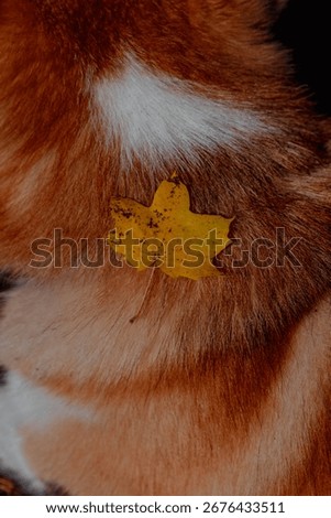 This is a close up image showcasing a dog s fur with a vibrant yellow leaf resting on it, adding a touch of nature to the dog s appearance
