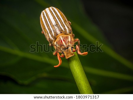 This close up image shows the top view of a ten-lined June beetle (Polyphylla decemlineata) on plant stem, also known as a watermelon beetle. 
