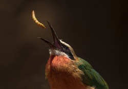 This Close Up Image Shows A Wild Bee-eater (Merops Bullockoides) Bird Tossing A Mealworm Snack Up Into The Air. 